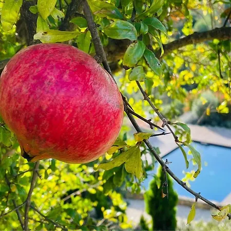 Σπίτι διακοπών Pomar Da Choca *