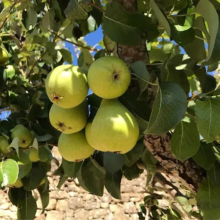 Σπίτι διακοπών Pomar Da Choca Alenquer